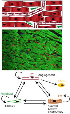 Cardiac Remodeling: Endothelial Cells Have More to Say Than Just NO